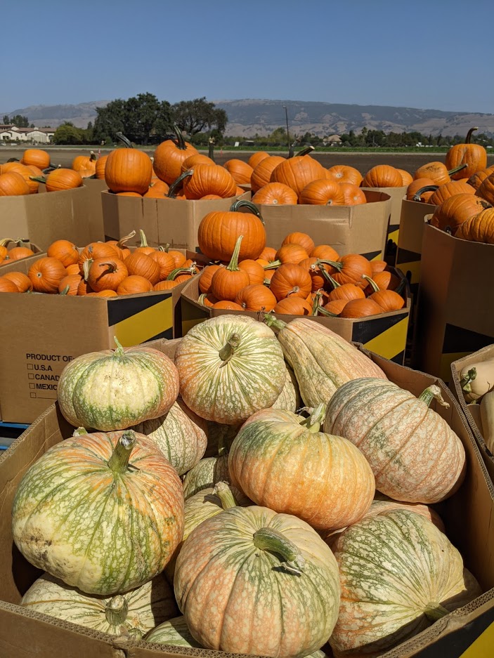 Halloween Events in San Jose & Creative Ways to Celebrate this Year